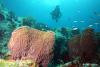 Na New Guinea Reef rosn zreszt gbki rnych rozmiarw